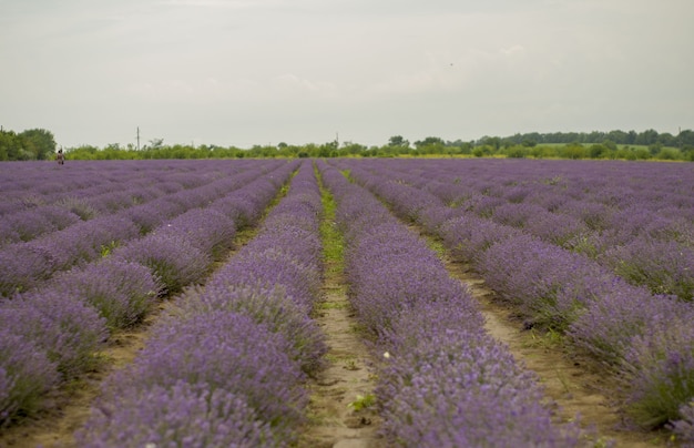 champ de lavande avec combinaison de couleurs froides de fond humide