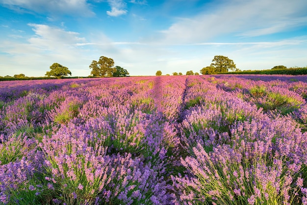 Un champ de lavande dans le Somerset