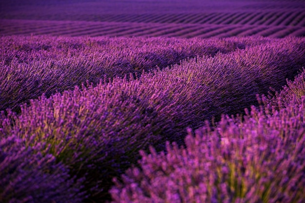 champ de lavande en été fleurs aromatiques violettes près de valensole en provence france