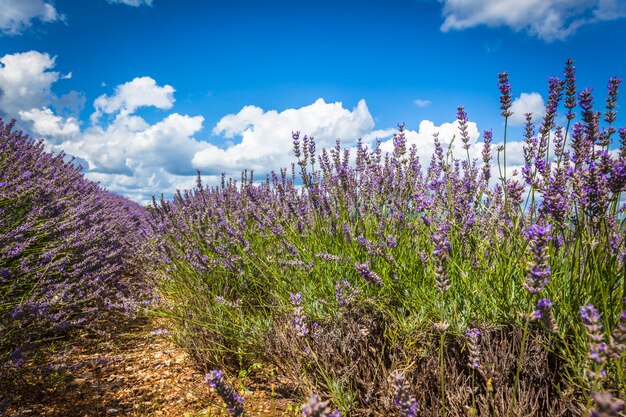 Champ de lavande d&#39;été en Provence, France