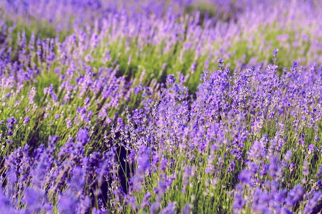 Champ de lavande en été