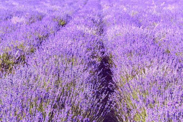 Photo champ de lavande en été