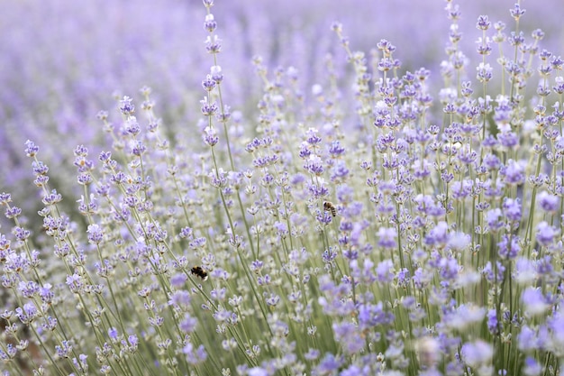 Champ de lavande fleuri coloré à la lumière de l'aube