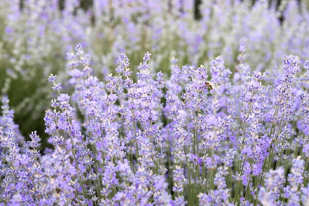 Champ de lavande fleuri coloré à la lumière de l'aube