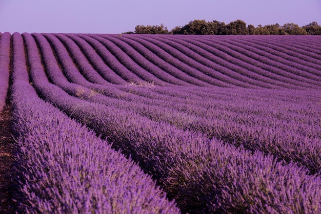 champ de lavande fleurs aromatiques violettes près de valensole en provence france