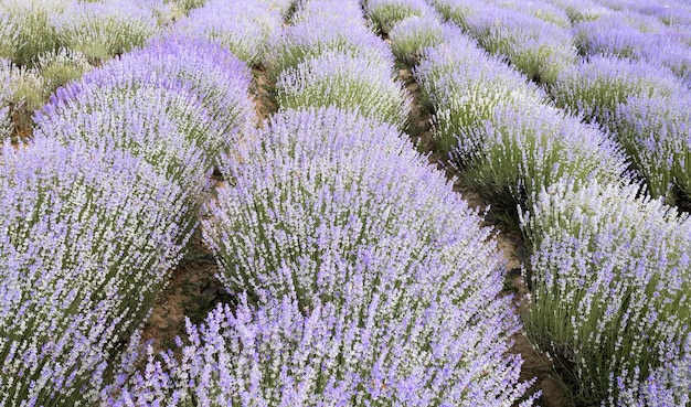 Champ de lavande en fleurs au coucher du soleil