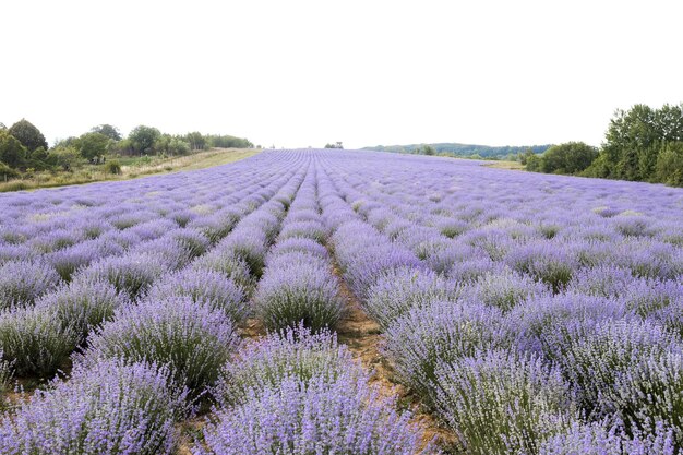 Champ de lavande en fleurs au coucher du soleil