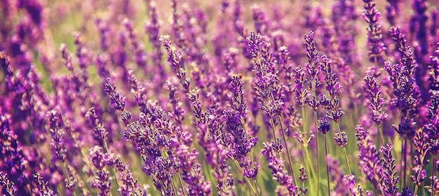 Champ de lavande en fleurs. Fleurs d'été.