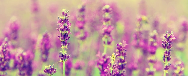 Champ de lavande en fleurs. Fleurs d'été.