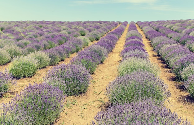 Champ de lavande en fleurs. Fleurs d&#39;été