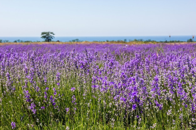 Champ de lavande en fleurs par temps ensoleillé en été