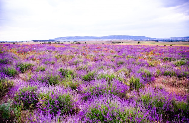 Champ de lavande en fleurs, paysage