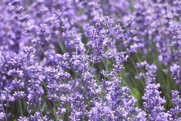 Champ de lavande en fleurs