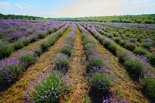 Champ de lavande en fleurs