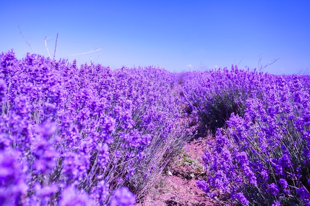 Champ de lavande en fleurs