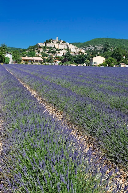 Champ de lavande à Grignan, France