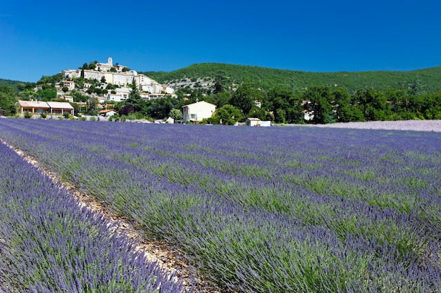 Photo champ de lavande à grignan, france