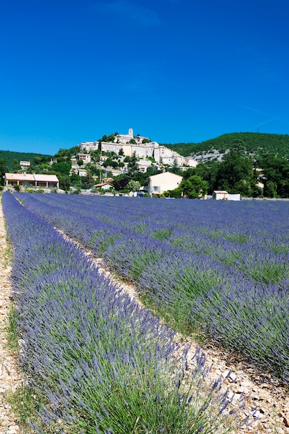 Champ de lavande à Grignan, France