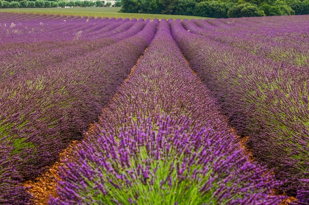 Un champ de lavande un jour d'été