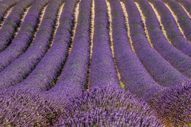 Un champ de lavande un jour d'été