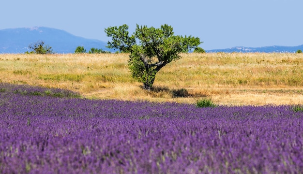 Un champ de lavande un jour d'été