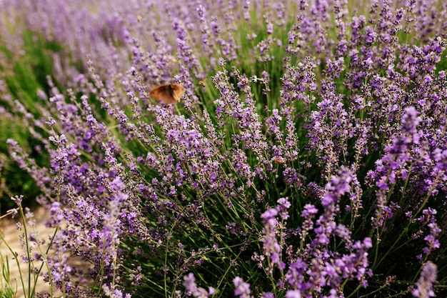 Champ de lavande Lavandula angustifolia Lavandula officinalis