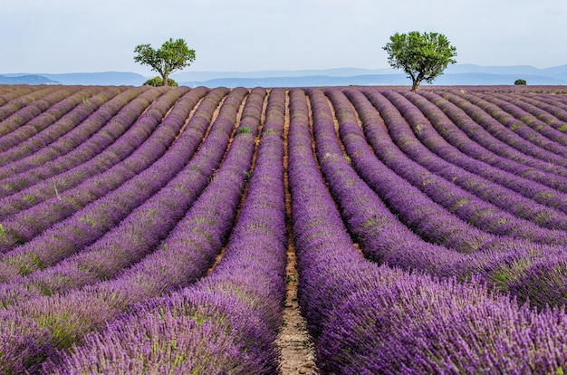 Champ de lavande pittoresque dans la nature