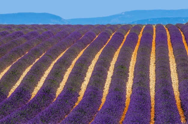 Champ de lavande pittoresque dans la nature