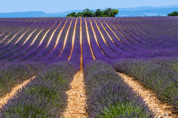 Photo champ de lavande pittoresque dans la nature