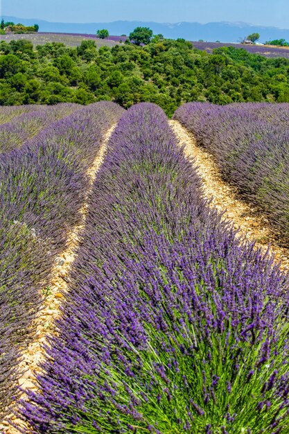 Champ de lavande pittoresque dans la nature