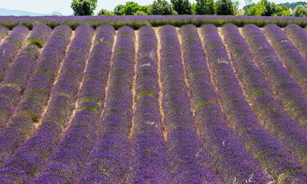 Champ de lavande pittoresque dans la nature