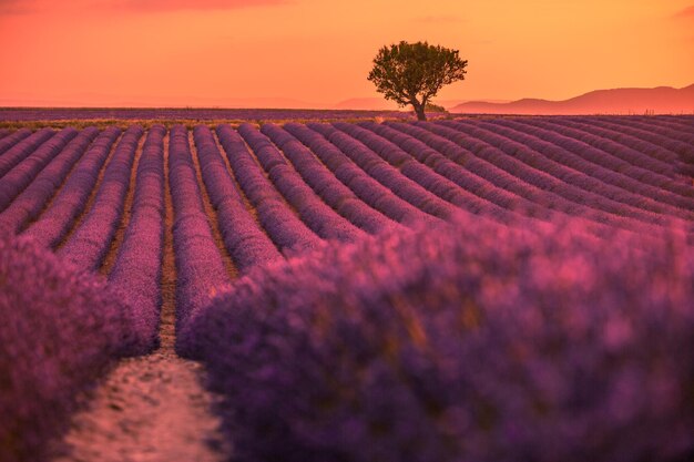 Champ de lavande en Provence, France. Fleurs de lavande parfumées violettes en fleurs, paysage de rêve