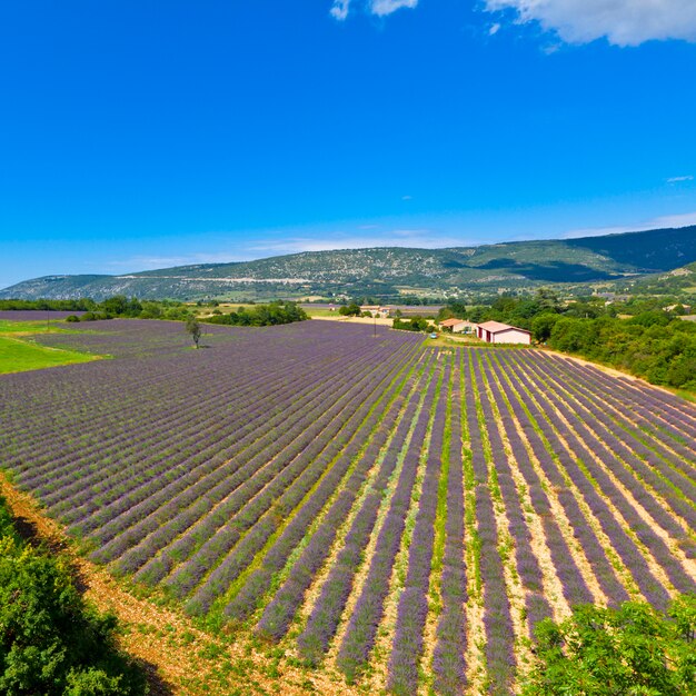 Champ de lavande en provence, france