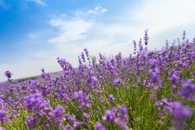 Champ de lavande violette aux beaux jours