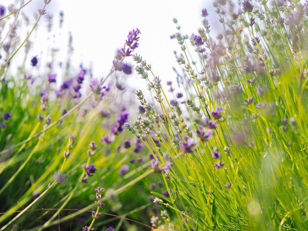 Champ de lavande violette qui fleurit dans la lumière du soleil d'été. Paysage de fleurs de mer lilas en Provence, France. Bouquet de fleurs parfumées de Provence française. Aromathérapie. Cosmétiques Nature. Jardinage.