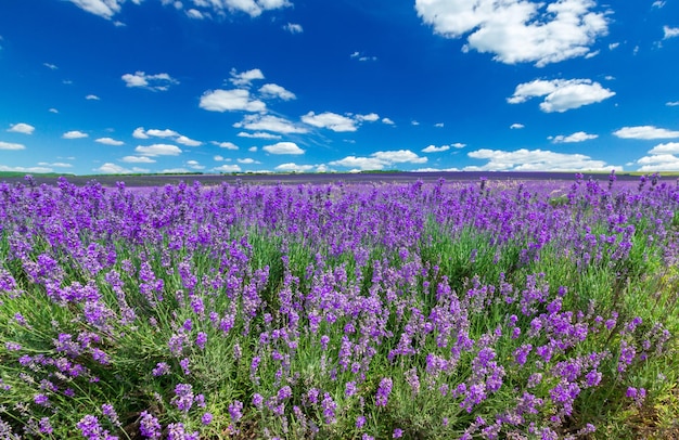 Champ de lavande violette, vue rapprochée