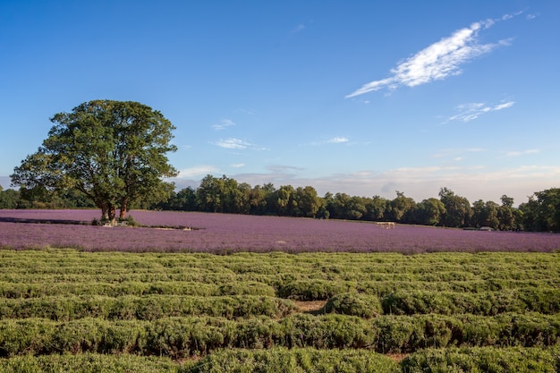 Champ de lavande