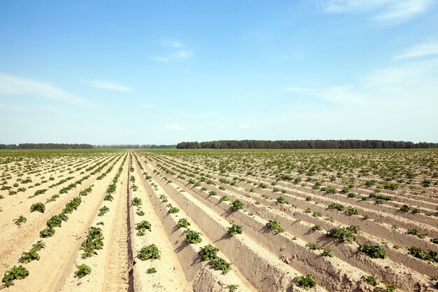 Champ sur lequel pousse des plants de pommes de terre vertes non mûres. heure d'été