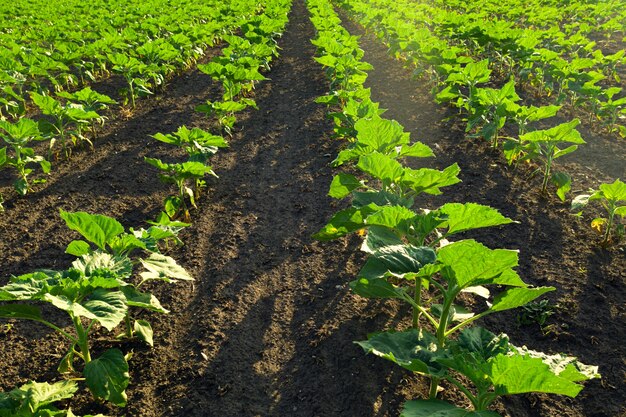 Champ avec des lignes de niveau de plantation de jeunes tournesols