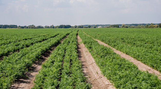 Champ long et rangées de carottes. Ciel d'été bleu.