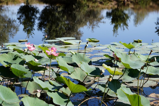 Champ de lotus sur le lac dans une plaine inondable de la Volga