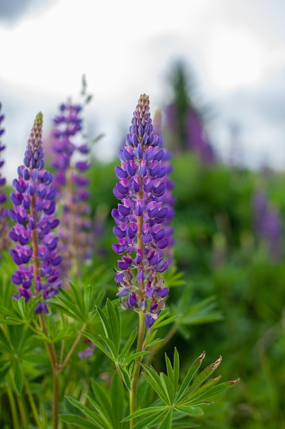 Champ de lupin avec fleur rose pourpre et bleue fleur de lupin en fleurs