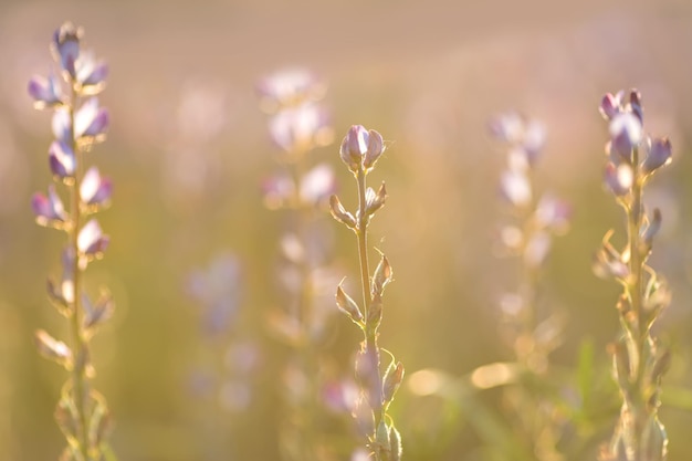 Champ de lupin violet à la lumière du coucher du soleil