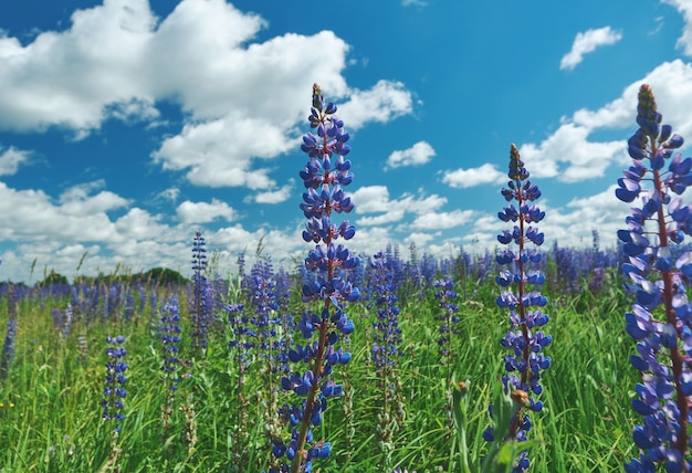 Champ de lupin violet. Smolensk, Russie.