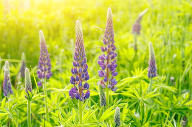 Un champ de lupins avec fond de rayons de soleil