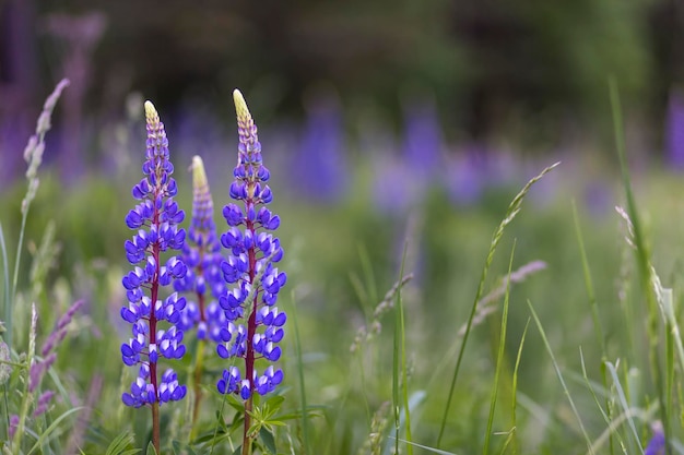 Champ de lupinus avec des fleurs roses violettes et bleues. Un champ de lupins.