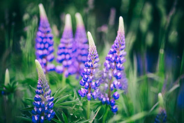 Photo champ de lupinus avec des fleurs roses violettes et bleues. un champ de lupins.