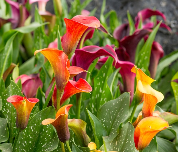 Champ de lys calla