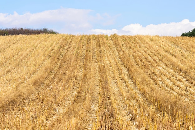 Champ de maïs après la récolte en automne