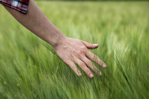 Champ de maïs au printemps La main de l'agriculteur touche les épis de blé vert